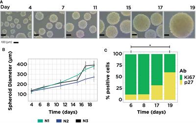 MicroRNAs Regulate Metabolic Phenotypes During Multicellular Tumor Spheroids Progression